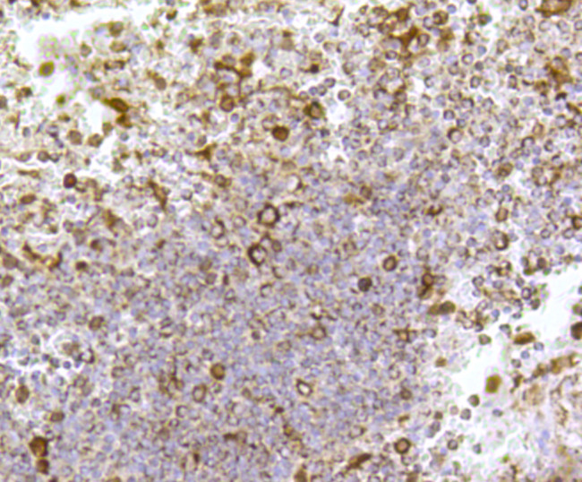 Cytochrome C Antibody in Immunohistochemistry (Paraffin) (IHC (P))