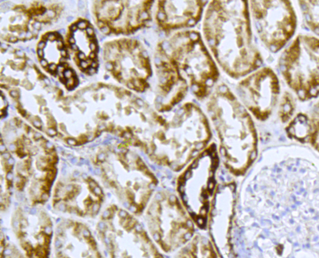 Cytochrome C Antibody in Immunohistochemistry (Paraffin) (IHC (P))