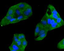 CCL3 (MIP-1 alpha) Antibody in Immunocytochemistry (ICC/IF)