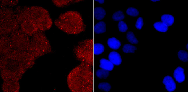 Thioredoxin 1 Antibody in Immunocytochemistry (ICC/IF)