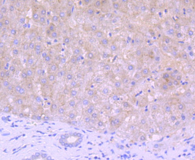 Thioredoxin 1 Antibody in Immunohistochemistry (Paraffin) (IHC (P))