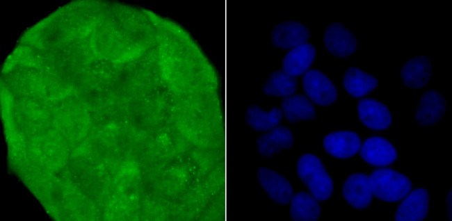 SHP-1 Antibody in Immunocytochemistry (ICC/IF)