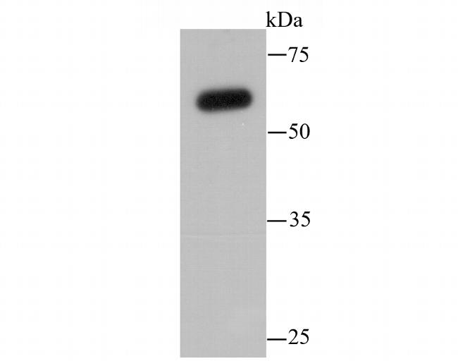 SHP-1 Antibody in Western Blot (WB)