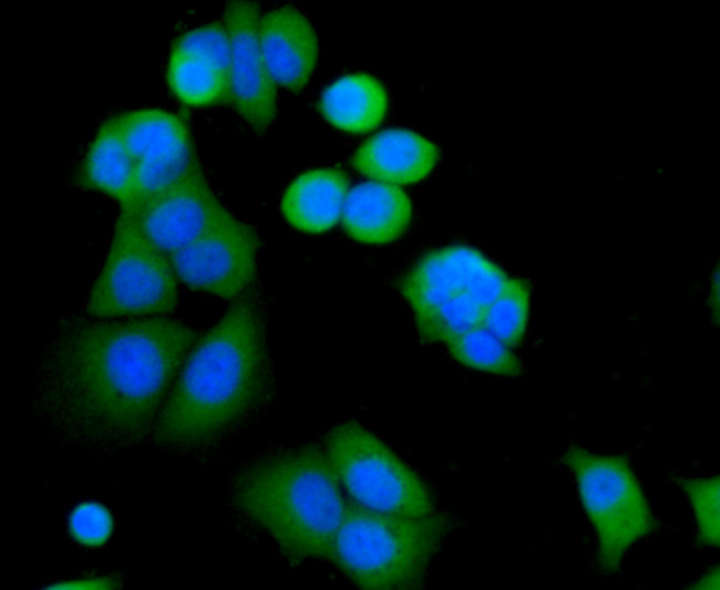 MYLK Antibody in Immunocytochemistry (ICC/IF)