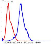 NOX4 Antibody in Flow Cytometry (Flow)
