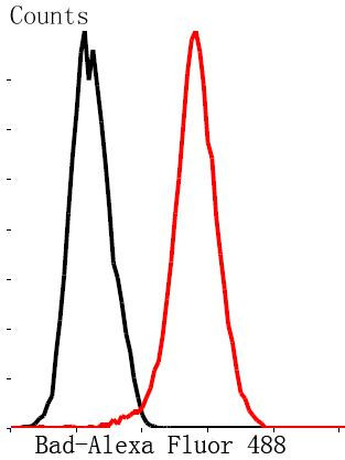 BAD Antibody in Flow Cytometry (Flow)