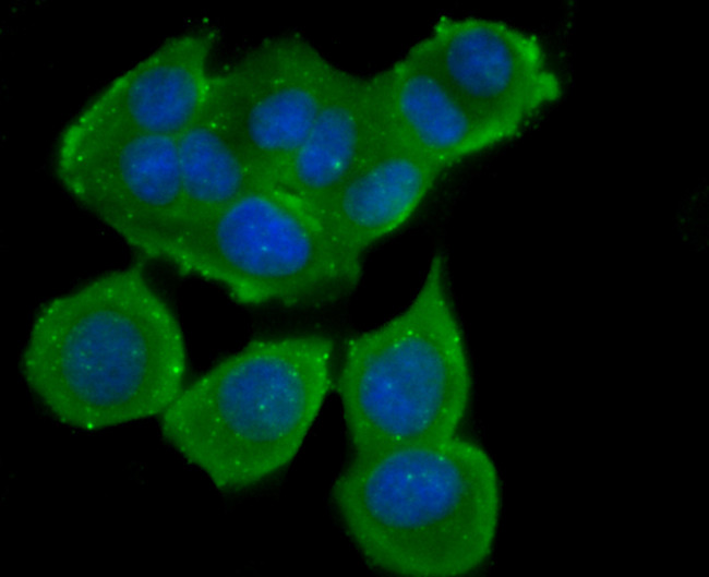 B7-H4 Antibody in Immunocytochemistry (ICC/IF)