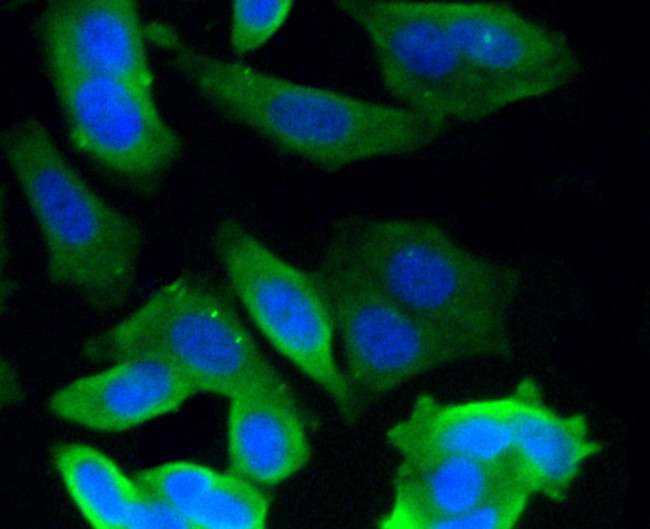 Glypican 1 Antibody in Immunocytochemistry (ICC/IF)