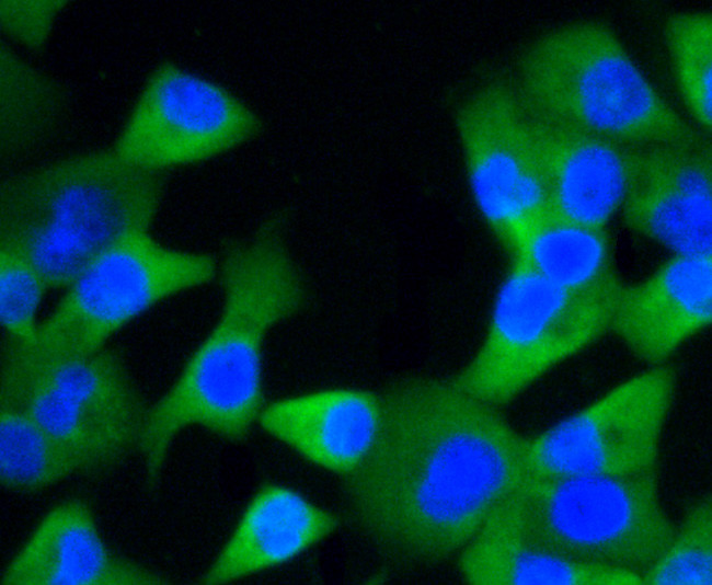 Glypican 1 Antibody in Immunocytochemistry (ICC/IF)