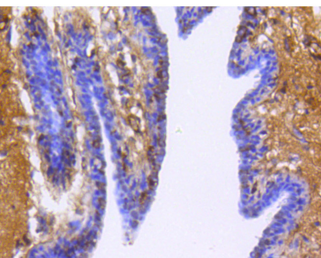 Glypican 1 Antibody in Immunohistochemistry (Paraffin) (IHC (P))