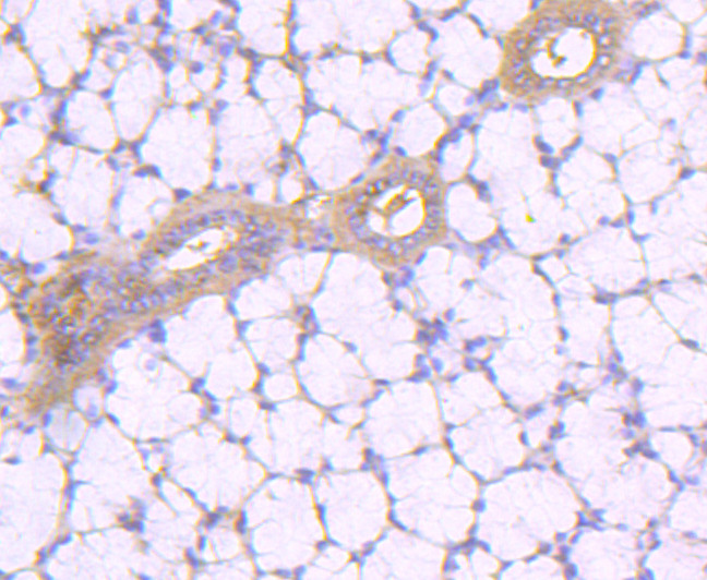 Aconitase 1 Antibody in Immunohistochemistry (Paraffin) (IHC (P))