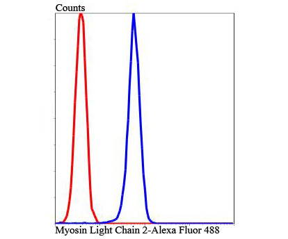 MYL2 Antibody in Flow Cytometry (Flow)