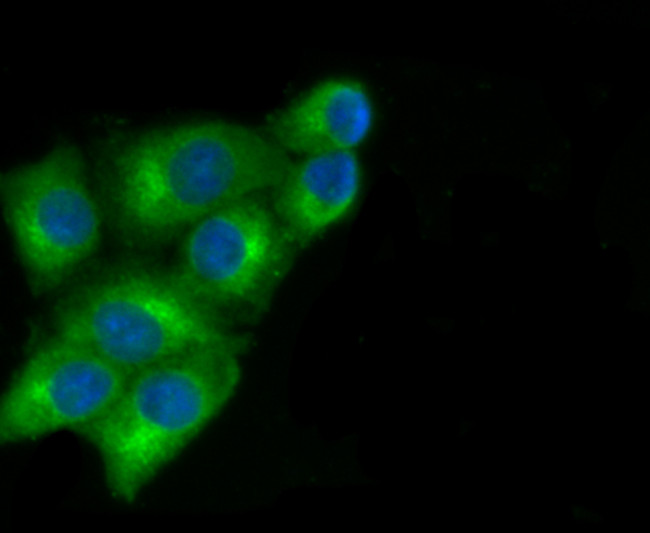 MYL2 Antibody in Immunocytochemistry (ICC/IF)