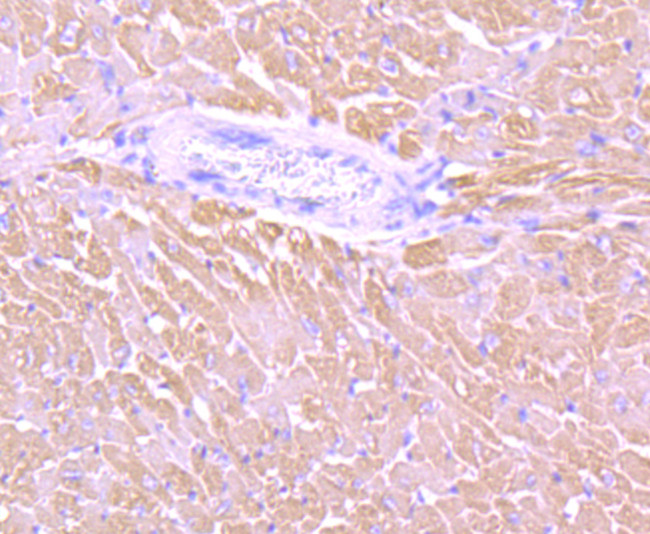 MYL2 Antibody in Immunohistochemistry (Paraffin) (IHC (P))