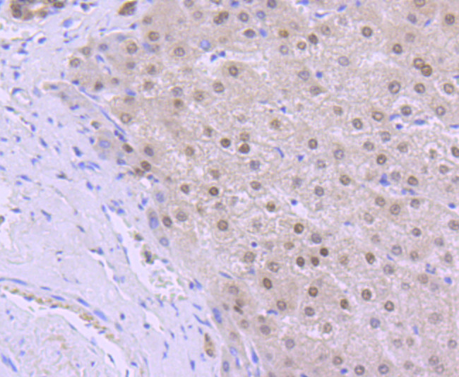 OGG1 Antibody in Immunohistochemistry (Paraffin) (IHC (P))