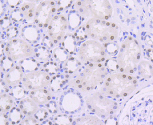 OGG1 Antibody in Immunohistochemistry (Paraffin) (IHC (P))