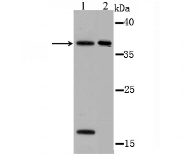 OGG1 Antibody in Western Blot (WB)