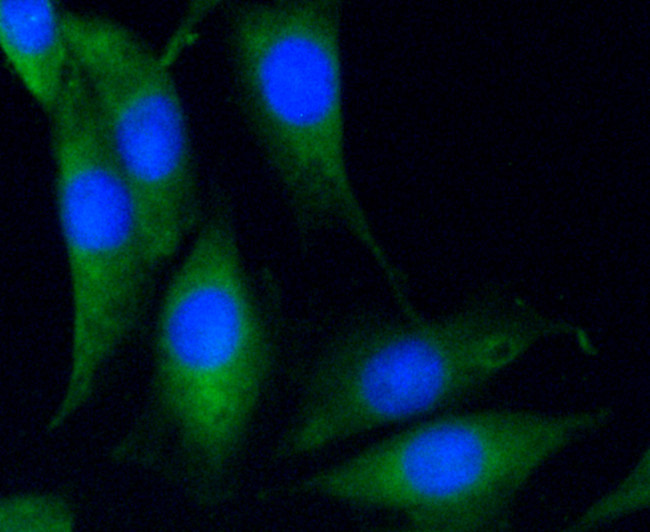 Filamin A Antibody in Immunocytochemistry (ICC/IF)