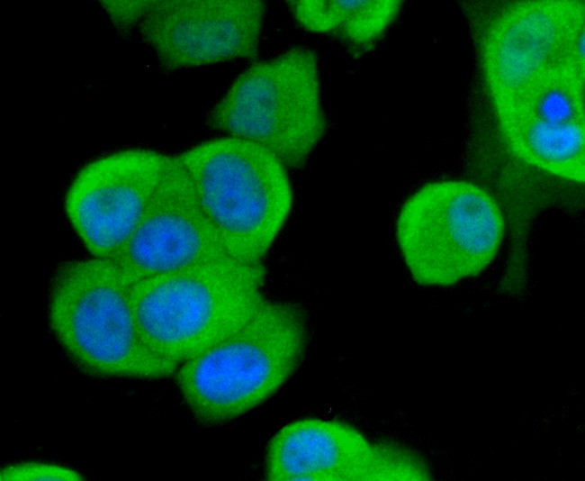 TNFRSF11B Antibody in Immunocytochemistry (ICC/IF)