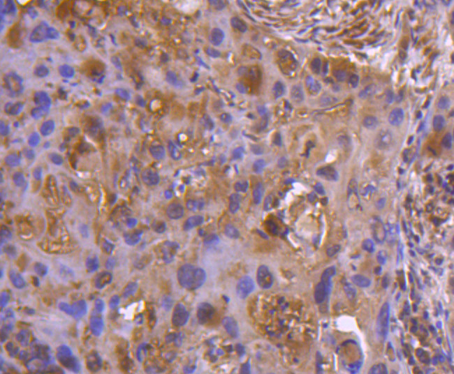 TNFRSF11B Antibody in Immunohistochemistry (Paraffin) (IHC (P))