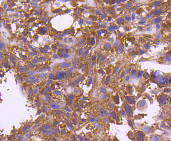 TNFRSF11B Antibody in Immunohistochemistry (Paraffin) (IHC (P))