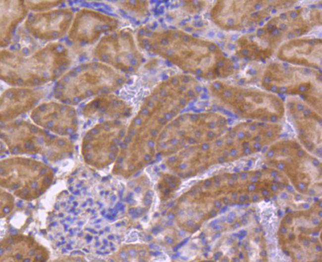 TNFRSF11B Antibody in Immunohistochemistry (Paraffin) (IHC (P))