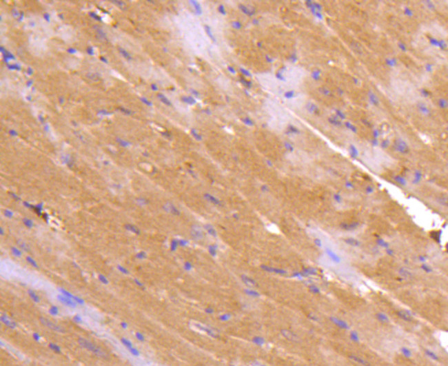 TNFRSF11B Antibody in Immunohistochemistry (Paraffin) (IHC (P))