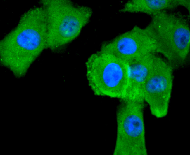 ASS1 Antibody in Immunocytochemistry (ICC/IF)