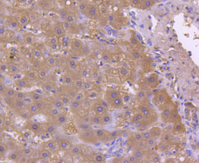 ASS1 Antibody in Immunohistochemistry (Paraffin) (IHC (P))