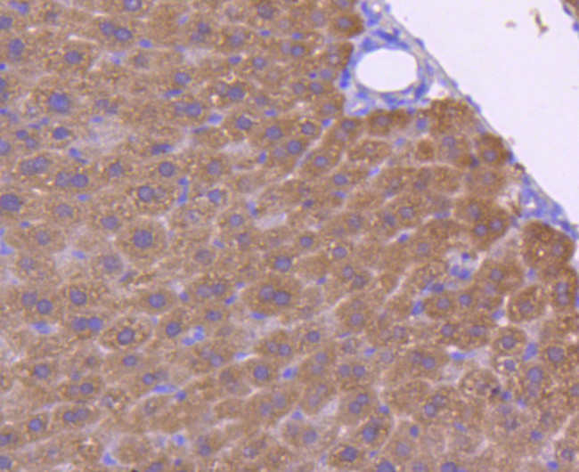 ASS1 Antibody in Immunohistochemistry (Paraffin) (IHC (P))