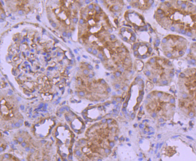 Calpain 1 Antibody in Immunohistochemistry (Paraffin) (IHC (P))