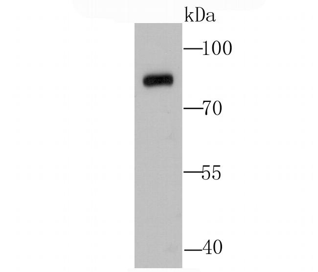 Calpain 1 Antibody in Western Blot (WB)