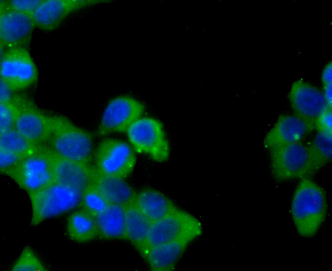 Jagged1 Antibody in Immunocytochemistry (ICC/IF)