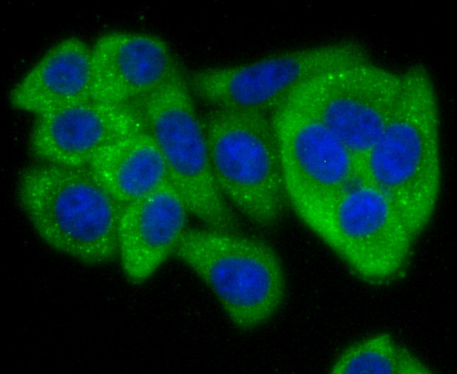 Jagged1 Antibody in Immunocytochemistry (ICC/IF)