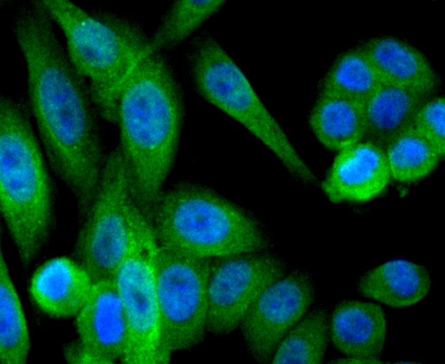 IREB2 Antibody in Immunocytochemistry (ICC/IF)