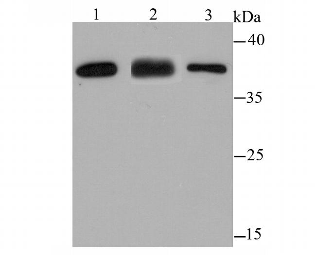 IREB2 Antibody in Western Blot (WB)