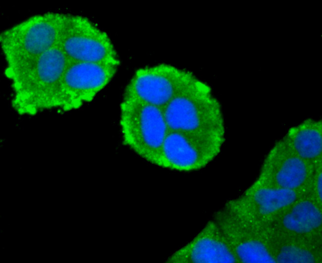 IKK beta Antibody in Immunocytochemistry (ICC/IF)