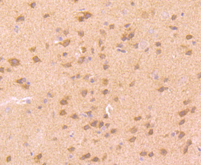 UBA3 Antibody in Immunohistochemistry (Paraffin) (IHC (P))