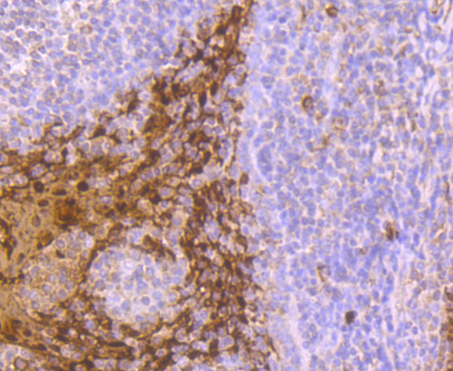 S100A8 Antibody in Immunohistochemistry (Paraffin) (IHC (P))