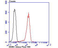 DDB1 Antibody in Flow Cytometry (Flow)