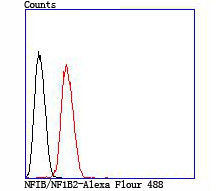 NFIB Antibody in Flow Cytometry (Flow)