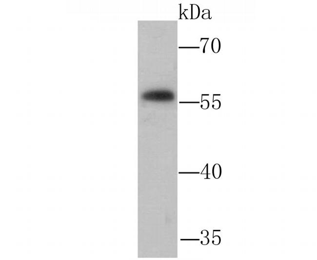 NFIB Antibody in Western Blot (WB)