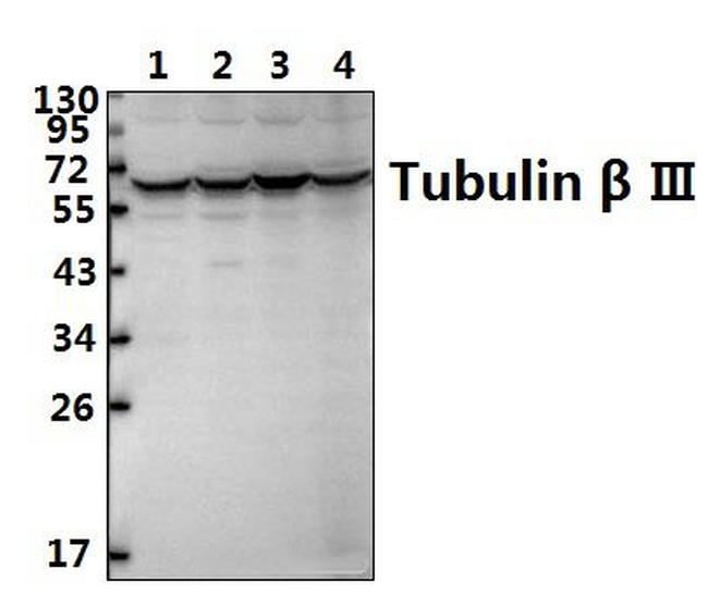 beta-3 Tubulin Antibody in Western Blot (WB)