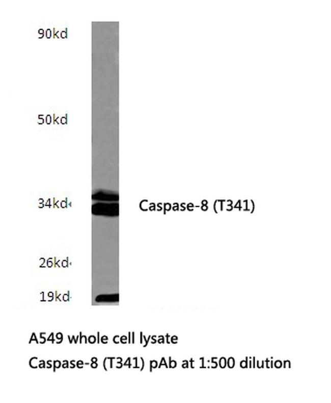 Caspase 8 Antibody in Western Blot (WB)