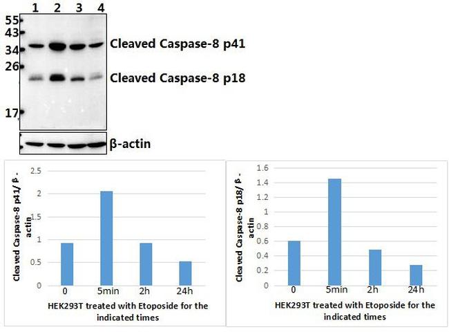 Caspase 8 Antibody in Western Blot (WB)