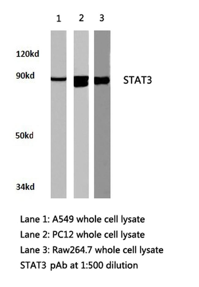 STAT3 Antibody in Western Blot (WB)