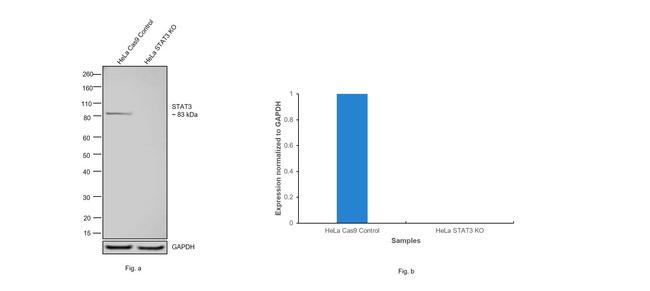 STAT3 Antibody in Western Blot (WB)