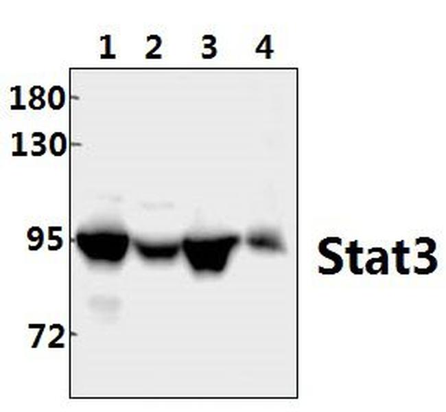 STAT3 Antibody in Western Blot (WB)