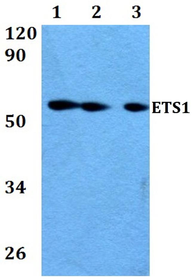 ETS1 Antibody in Western Blot (WB)