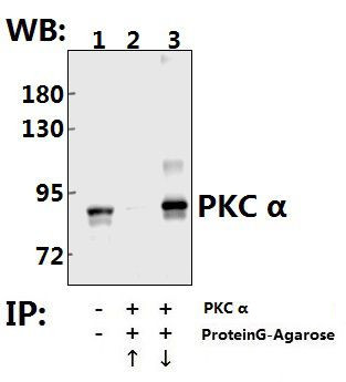 PKC alpha Antibody in Immunoprecipitation (IP)